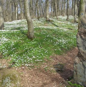 anemoner på Bøgebjerg