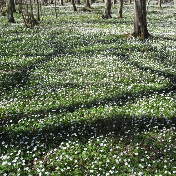 Anemoner i Risen